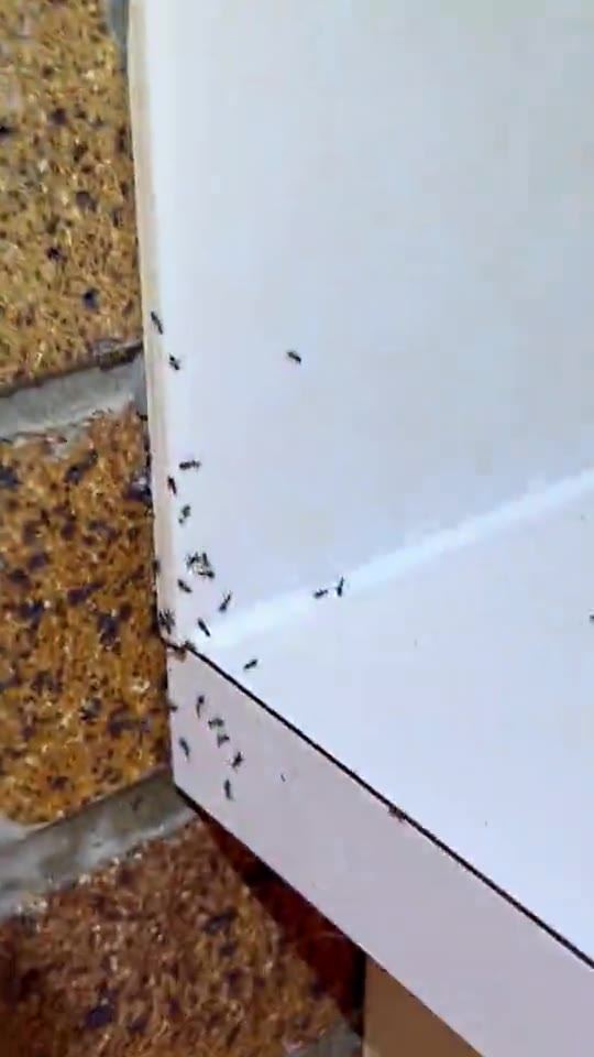 An ant trail, found